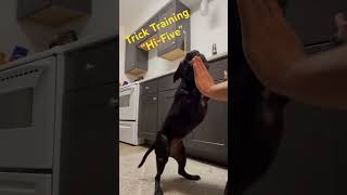 Trick Dog Training  “HiFive” #staffies #staffordshireterrier #dog #puppies #tricks