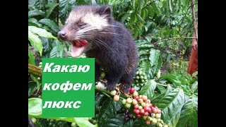 Вьетнамский кофе из экскрементов куницы.  Кофе Лювак