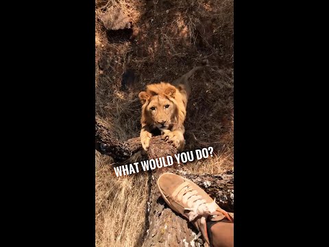 What would You do⁉️🙄🦁  #shorts