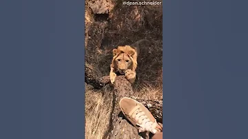 What Would You Do Shorts 