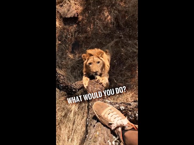 What would You do⁉️🙄🦁  #shorts class=