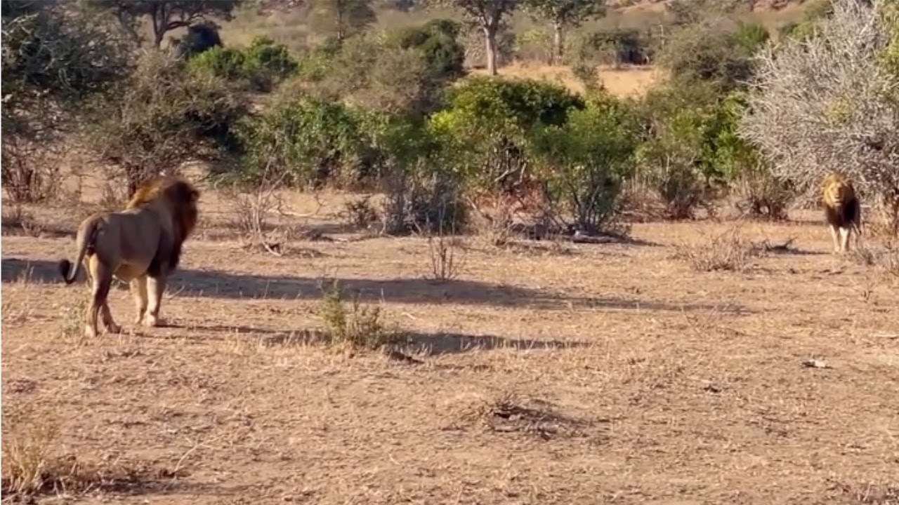 This lion brothers couldn't recognise each other for a moment