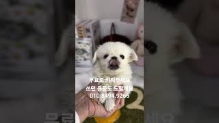 #페키니즈 #페키 #페키니즈분양 #강아지무료분양 #서울강아지분양