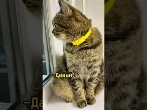 Плохое настроение #юмор #cat #кошки #смех #подпишись #шортс #смешновидео
