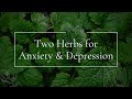 Two Herbs for Depression & Anxiety