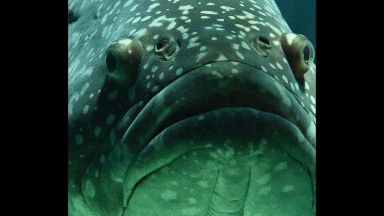 fish codex - YouTube