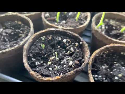 West Ottawa Virtual Academy Spring Garden, March 16, 2023