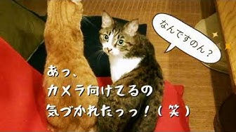 猫の下僕 Youtube