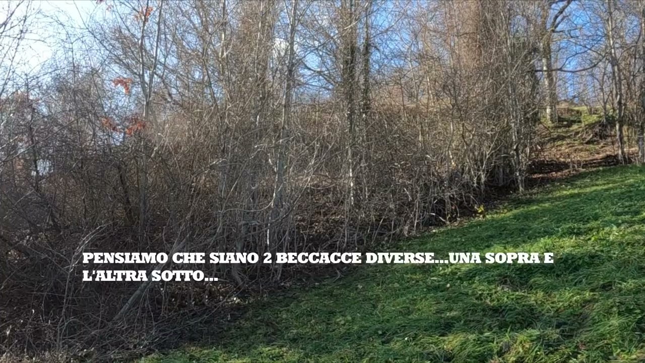 BECCACCE CON IL 28 2024 N19