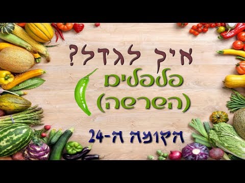 וִידֵאוֹ: איך לגדל פלפלים גדולים?