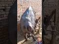 OMG😱😱#donkey #cat #cow #dog #memes #horse #shortvideo #short
