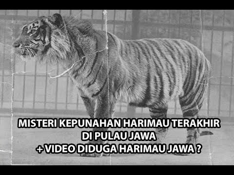 630+ Gambar Hewan Harimau Jawa HD Terbaik