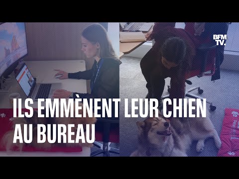 Vidéo: Amenez votre chien au travail!