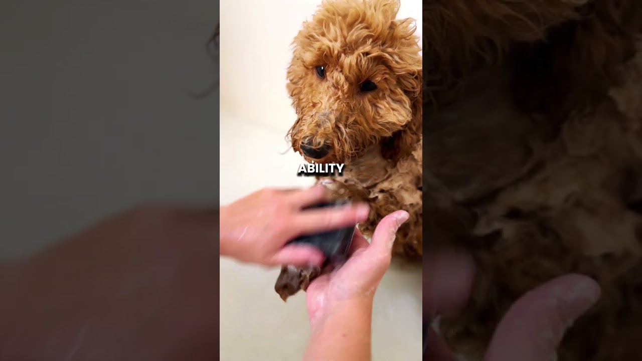 Healer Dog Shampoo Bar Legendary Canine Natural Dog Grooming - Main Image