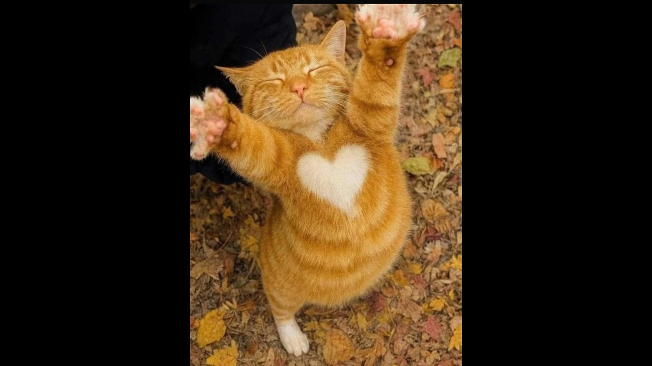 😺 Новые смешные видео с кошками и котятами! 🐈 Поднимите себе настроение! 😸