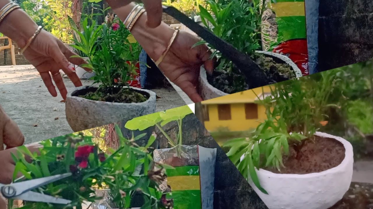 How to repot winter plant. YouTube