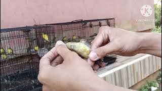 tips memilih ijoan sogon JANTAN!!!!Awas jangan sampai salah