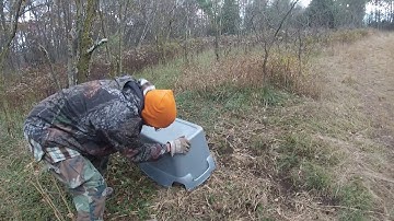 Releasing a Bobcat