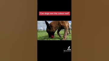 Thumbnail of Can dogs see red? #dog #dogtraining #malinois #trick #tricktraining