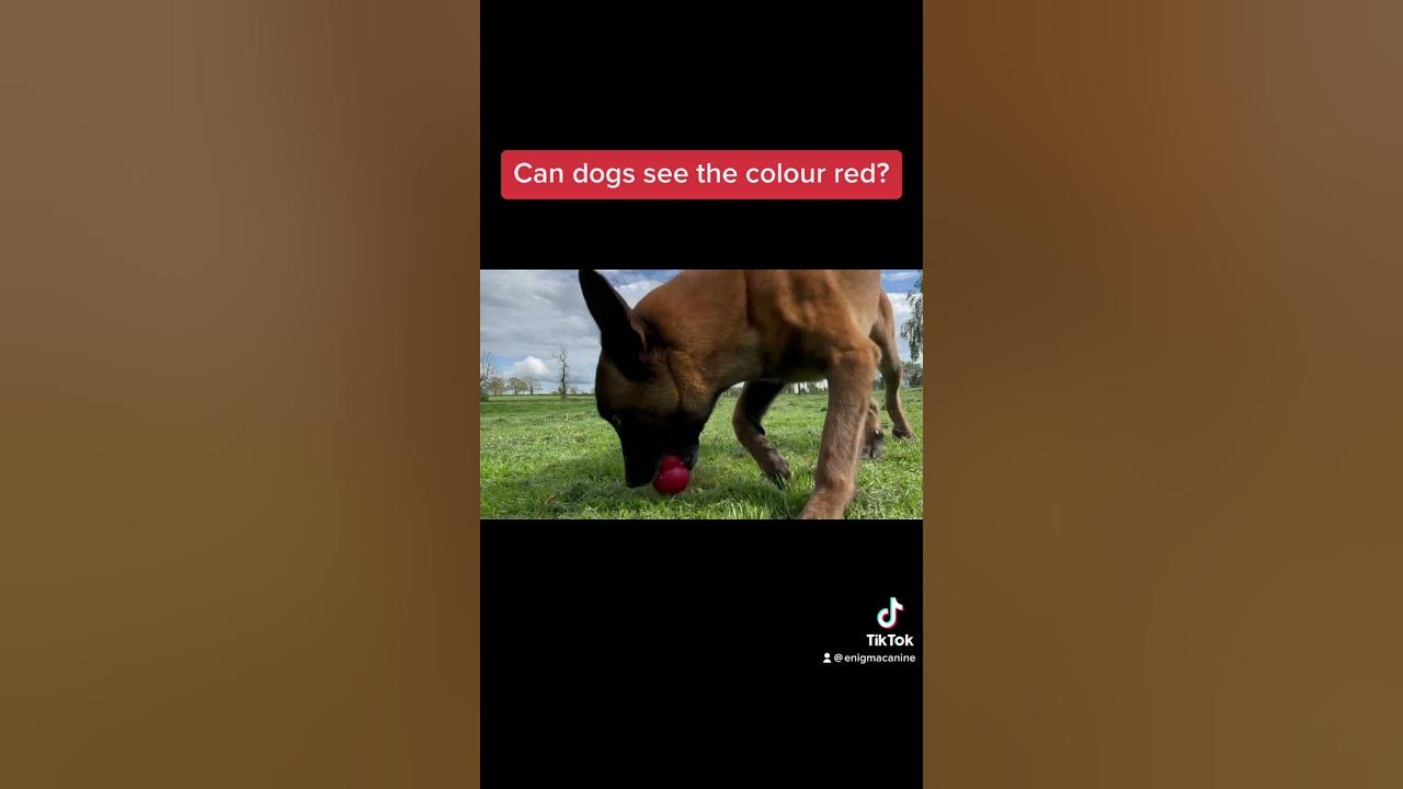 Can dogs see red? #dog #dogtraining #malinois #trick #tricktraining