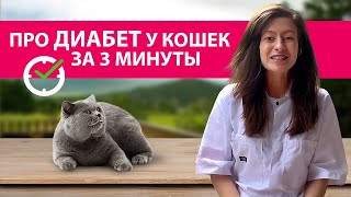 Сахарный ДИАБЕТ у Кошек: Симптомы, Профилактика, Корм – Консультация Ветеринара