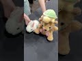 どれが勝つか予想してね!長縄まりあのうさぎとかめレース #shorts