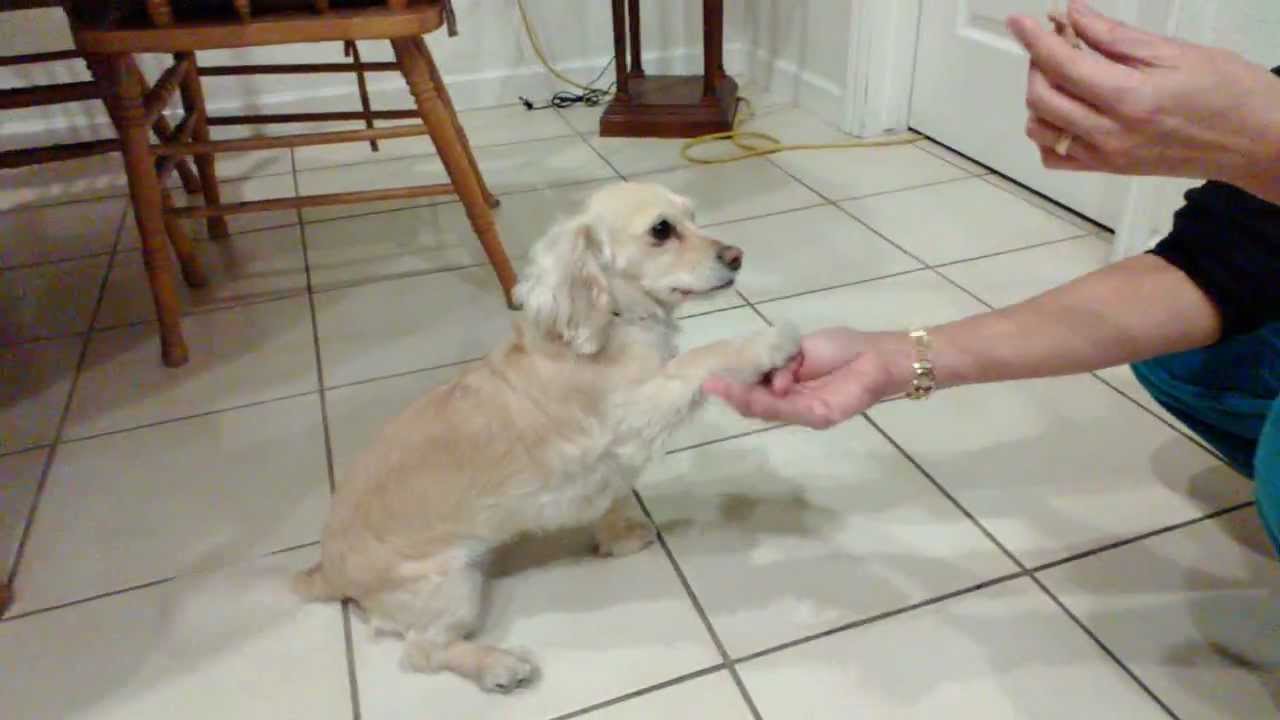 dachshund mixed with a cocker spaniel