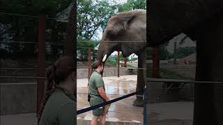 at the zoo petting an elephant #zoo #elephant #pettingzoo