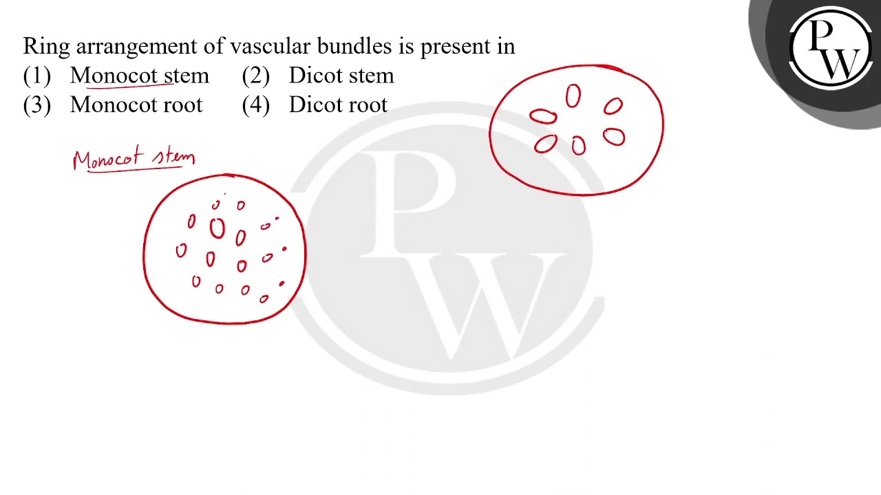 Xylem Definition and Examples - Biology Online Dictionary