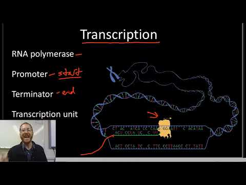 Video: Hvordan besvarer du AP Biology Questions?