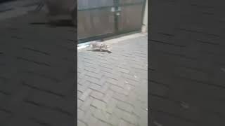 Jgn Coba Iri Hati Dengan Meng Ini cat trending funny comedy lucu cute youtubeshorts