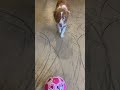 Graham VS ball #dog #scottfrenzel
