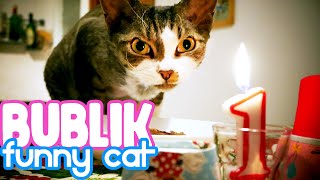 First Bublik`s cat birthday by Bublik funny cat 135 views 3 years ago 3 minutes, 58 seconds