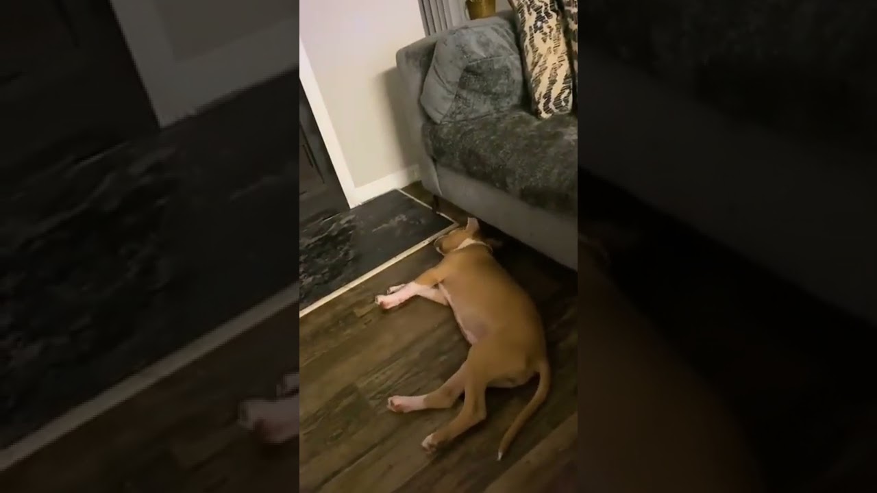 Sleepy Pup Has Perfect Lazy Sunday!