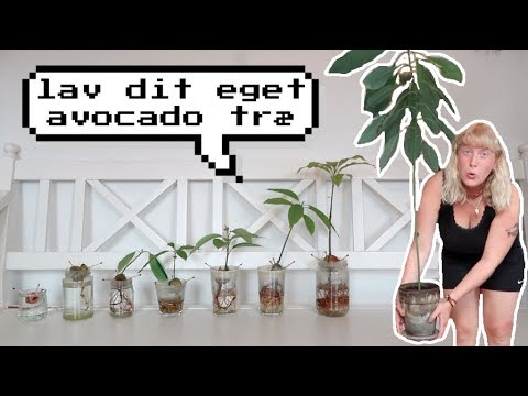 ALT DU SKAL VIDE OM AVOCADO PLANTER