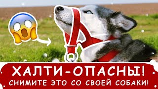 Снимите с собаки халти! Опасно для жизни!