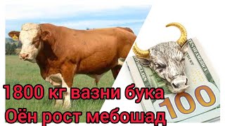 #ФаррухСаломов Чорво парвари дар Точикистон оё мешуда бошад ?