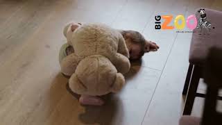 Bigzoo Oyun Arkadaşi Ayicik