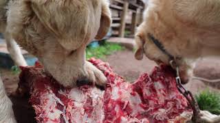 Magnus and Wynter with their rib treat. by Brooke Oland 63 views 4 years ago 33 seconds