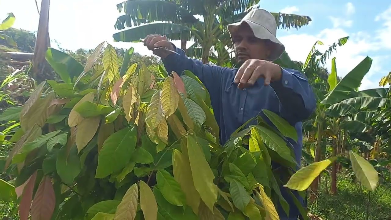 PODA de FORMACIÓN en Cacao🌲 Así se debe HACER ✅