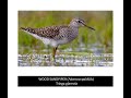 Wood Sandpiper Wood Sandpiper