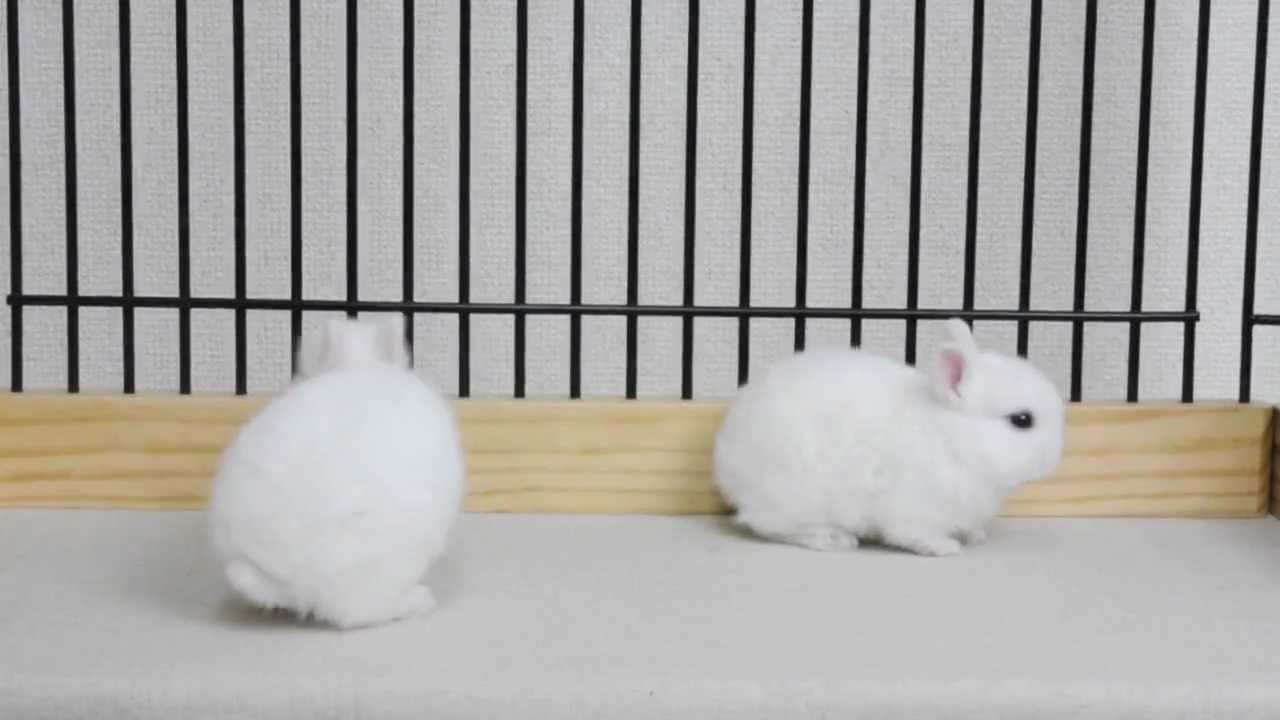 生後2週間のネザーランドドワーフ BEWの赤ちゃんです | うさぎ専門店