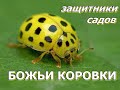 БОЖЬИ КОРОВКИ - Защитники садов