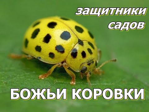 БОЖЬИ КОРОВКИ Защитники садов