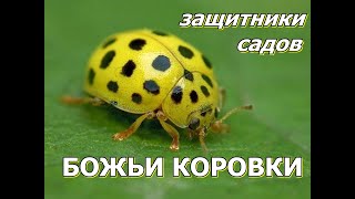 БОЖЬИ КОРОВКИ - Защитники садов