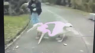 Americas Funniest Home Videos European Videos Season 2 Part 2