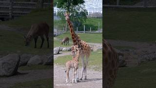 giraffe Kenyi on the savannah at WILDLANDS Adventure Zoo Emmen