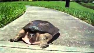 Скоростная черепаха