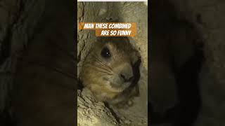 AWAAA AWAA BAHHHH