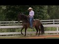 Caballo Criollo Colombiano Criadero Golden Ranch Texas USA - Campo - Mundo del Campo